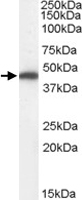 PAB7310 - Fumarase