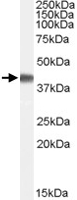 PAB7312 - Cyclophilin-40