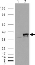 PAB7312 - Cyclophilin-40