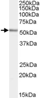 PAB7316 - Insulin promoter factor 1