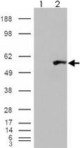 PAB7316 - Insulin promoter factor 1