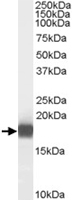 PAB7364 - PLA2G1B