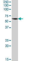 PAB7367 - BRUNOL5 / CELF5