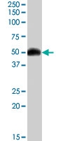 PAB7387 - Orexin receptor type 2