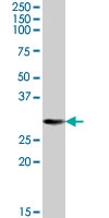 PAB7392 - 14-3-3 protein theta