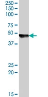 PAB7405 - Cytohesin 2