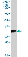 PAB7480 - EGLN3 / PHD3