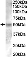 PAB7546 - Estrogen-related receptor gamma