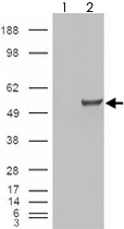 PAB7546 - Estrogen-related receptor gamma