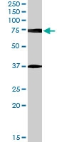 PAB7582 - Neuregulin 3