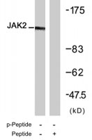 PAB7655 - Tyrosine-protein kinase JAK2