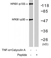 PAB7686 - NF-kB p105 / p50