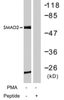 PAB7689 - SMAD2