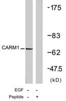 PAB7693 - CARM1 / PRMT4