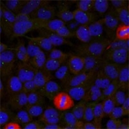 PAB7699 - EIF4G1 / EIF4F