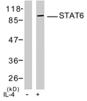PAB7710 - STAT6