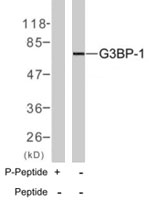 PAB7719 - G3BP1 / G3BP