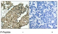 PAB7719 - G3BP1 / G3BP