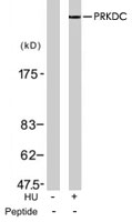 PAB7737 - DNA-PKcs / PRKDC / XRCC7