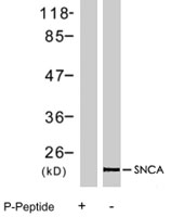 PAB7738 - Alpha-Synuclein / SNCA