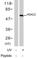 PAB7740 - HDAC2