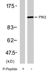 PAB7745 - FAK1 / PTK2