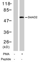 PAB7759 - SMAD2