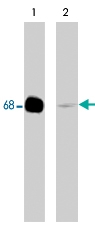 PAB7873 - Paxillin / PXN