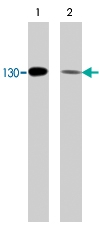 PAB7876 - Cadherin-2