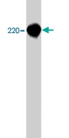 PAB7879 - Plexin A1