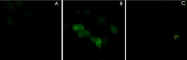 PAB7879 - Plexin A1