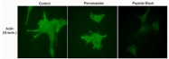 PAB7880 - Actin beta / ACTB