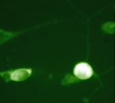 PAB7882 - Cofilin-1