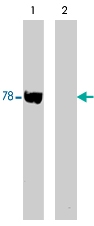 PAB7889 - WASF2 / WAVE2