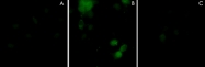 PAB7890 - Plexin A1