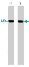 PAB7891 - Cadherin-2