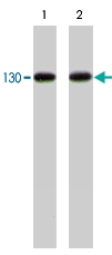 PAB7892 - Cadherin-2