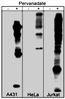 PAB7897 - Phosphotyrosine