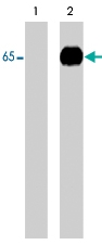 PAB7898 - WASL / N-WASP