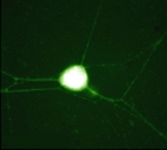 PAB7900 - Cofilin-1