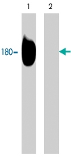 PAB7901 - EGFR / ERBB1