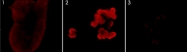 PAB7901 - EGFR / ERBB1