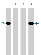 PAB7902 - PAK6