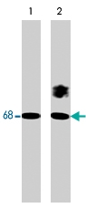 PAB7904 - Paxillin / PXN