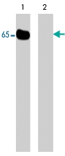 PAB7909 - WASL / N-WASP