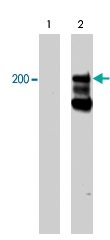 PAB7915 - CD104 / Integrin beta-4