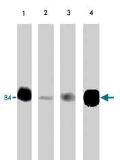 PAB7924 - Junction plakoglobin