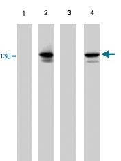 PAB7930 - Cadherin-2