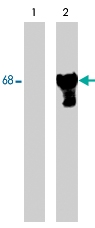 PAB7932 - Paxillin / PXN