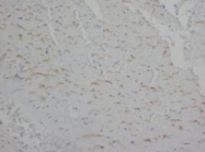 PAB7950 - Annexin A5 / ANXA5